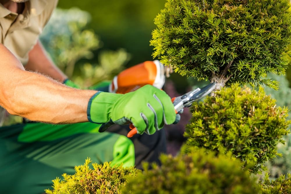 CAP Jardinier paysagiste CFA